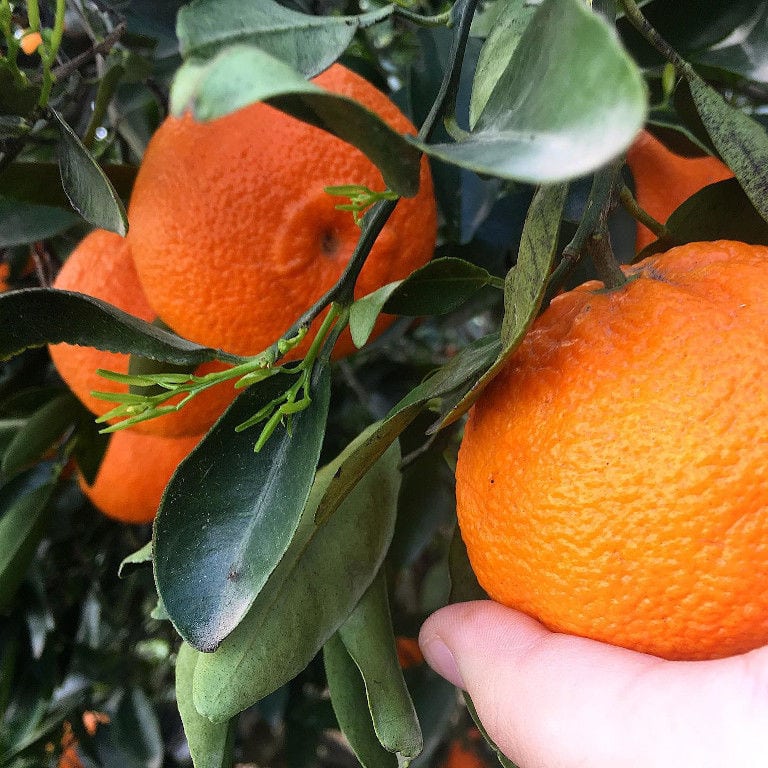 child picking a orange at 'Ktima Golemi' crops
